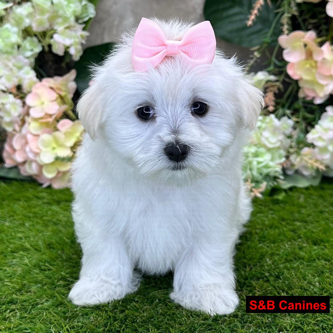 Puppy for Sale